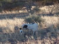 Tage Rundreise Namibia – Die Erlebnistour mit  Kalahari – Fish River-Canyon – Lüderitz – Namib – Swakopmund – Erongo Gebirge – Etosha Nationalpark – Windhoek (217)