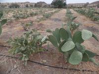 Tage Rundreise Namibia – Die Erlebnistour mit  Kalahari – Fish River-Canyon – Lüderitz – Namib – Swakopmund – Erongo Gebirge – Etosha Nationalpark – Windhoek (221)