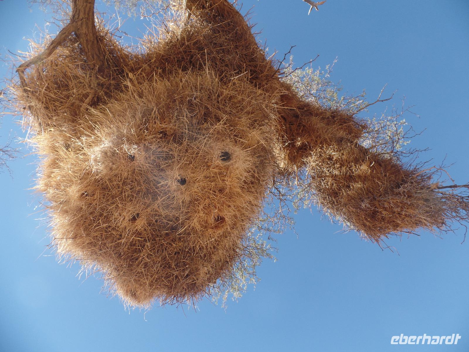 Tage Rundreise Namibia – Die Erlebnistour mit  Kalahari – Fish River-Canyon – Lüderitz – Namib – Swakopmund – Erongo Gebirge – Etosha Nationalpark – Windhoek (224)