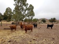 Tage Rundreise Namibia – Die Erlebnistour mit  Kalahari – Fish River-Canyon – Lüderitz – Namib – Swakopmund – Erongo Gebirge – Etosha Nationalpark – Windhoek (426)