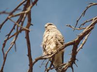 Tage Rundreise Namibia – Die Erlebnistour mit  Kalahari – Fish River-Canyon – Lüderitz – Namib – Swakopmund – Erongo Gebirge – Etosha Nationalpark – Windhoek (487)