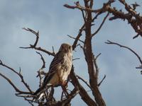 Tage Rundreise Namibia – Die Erlebnistour mit  Kalahari – Fish River-Canyon – Lüderitz – Namib – Swakopmund – Erongo Gebirge – Etosha Nationalpark – Windhoek (488)