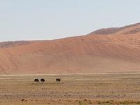 Tage Rundreise Namibia – Die Erlebnistour mit  Kalahari – Fish River-Canyon – Lüderitz – Namib – Swakopmund – Erongo Gebirge – Etosha Nationalpark – Windhoek (492)