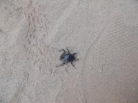 Tage Rundreise Namibia – Die Erlebnistour mit  Kalahari – Fish River-Canyon – Lüderitz – Namib – Swakopmund – Erongo Gebirge – Etosha Nationalpark – Windhoek (504)