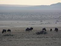 Tage Rundreise Namibia – Die Erlebnistour mit  Kalahari – Fish River-Canyon – Lüderitz – Namib – Swakopmund – Erongo Gebirge – Etosha Nationalpark – Windhoek (508)