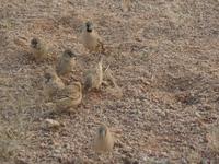 Tage Rundreise Namibia – Die Erlebnistour mit  Kalahari – Fish River-Canyon – Lüderitz – Namib – Swakopmund – Erongo Gebirge – Etosha Nationalpark – Windhoek (510)