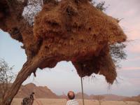 Tage Rundreise Namibia – Die Erlebnistour mit  Kalahari – Fish River-Canyon – Lüderitz – Namib – Swakopmund – Erongo Gebirge – Etosha Nationalpark – Windhoek (512)