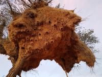 Tage Rundreise Namibia – Die Erlebnistour mit  Kalahari – Fish River-Canyon – Lüderitz – Namib – Swakopmund – Erongo Gebirge – Etosha Nationalpark – Windhoek (513)