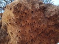 Tage Rundreise Namibia – Die Erlebnistour mit  Kalahari – Fish River-Canyon – Lüderitz – Namib – Swakopmund – Erongo Gebirge – Etosha Nationalpark – Windhoek (518)