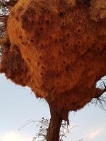 Tage Rundreise Namibia – Die Erlebnistour mit  Kalahari – Fish River-Canyon – Lüderitz – Namib – Swakopmund – Erongo Gebirge – Etosha Nationalpark – Windhoek (519)