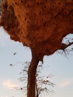 Tage Rundreise Namibia – Die Erlebnistour mit  Kalahari – Fish River-Canyon – Lüderitz – Namib – Swakopmund – Erongo Gebirge – Etosha Nationalpark – Windhoek (520)