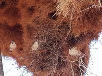 Tage Rundreise Namibia – Die Erlebnistour mit  Kalahari – Fish River-Canyon – Lüderitz – Namib – Swakopmund – Erongo Gebirge – Etosha Nationalpark – Windhoek (522)