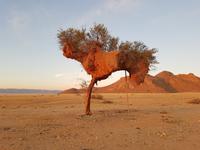 Tage Rundreise Namibia – Die Erlebnistour mit  Kalahari – Fish River-Canyon – Lüderitz – Namib – Swakopmund – Erongo Gebirge – Etosha Nationalpark – Windhoek (523)