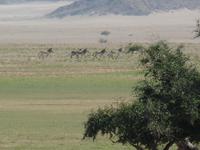 Tage Rundreise Namibia – Die Erlebnistour mit  Kalahari – Fish River-Canyon – Lüderitz – Namib – Swakopmund – Erongo Gebirge – Etosha Nationalpark – Windhoek (532)