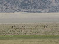 Tage Rundreise Namibia – Die Erlebnistour mit  Kalahari – Fish River-Canyon – Lüderitz – Namib – Swakopmund – Erongo Gebirge – Etosha Nationalpark – Windhoek (533)