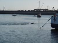 Tage Rundreise Namibia – Die Erlebnistour mit  Kalahari – Fish River-Canyon – Lüderitz – Namib – Swakopmund – Erongo Gebirge – Etosha Nationalpark – Windhoek (578)