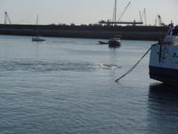 Tage Rundreise Namibia – Die Erlebnistour mit  Kalahari – Fish River-Canyon – Lüderitz – Namib – Swakopmund – Erongo Gebirge – Etosha Nationalpark – Windhoek (579)