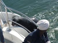 Tage Rundreise Namibia – Die Erlebnistour mit  Kalahari – Fish River-Canyon – Lüderitz – Namib – Swakopmund – Erongo Gebirge – Etosha Nationalpark – Windhoek (581)