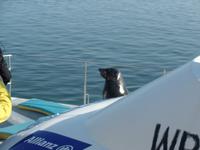 Tage Rundreise Namibia – Die Erlebnistour mit  Kalahari – Fish River-Canyon – Lüderitz – Namib – Swakopmund – Erongo Gebirge – Etosha Nationalpark – Windhoek (582)