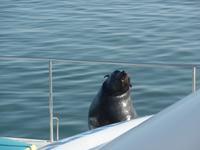 Tage Rundreise Namibia – Die Erlebnistour mit  Kalahari – Fish River-Canyon – Lüderitz – Namib – Swakopmund – Erongo Gebirge – Etosha Nationalpark – Windhoek (583)