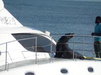 Tage Rundreise Namibia – Die Erlebnistour mit  Kalahari – Fish River-Canyon – Lüderitz – Namib – Swakopmund – Erongo Gebirge – Etosha Nationalpark – Windhoek (586)