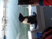 Tage Rundreise Namibia – Die Erlebnistour mit  Kalahari – Fish River-Canyon – Lüderitz – Namib – Swakopmund – Erongo Gebirge – Etosha Nationalpark – Windhoek (588)