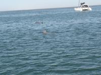 Tage Rundreise Namibia – Die Erlebnistour mit  Kalahari – Fish River-Canyon – Lüderitz – Namib – Swakopmund – Erongo Gebirge – Etosha Nationalpark – Windhoek (596)