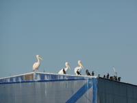 Tage Rundreise Namibia – Die Erlebnistour mit  Kalahari – Fish River-Canyon – Lüderitz – Namib – Swakopmund – Erongo Gebirge – Etosha Nationalpark – Windhoek (598)