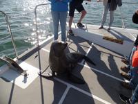 Tage Rundreise Namibia – Die Erlebnistour mit  Kalahari – Fish River-Canyon – Lüderitz – Namib – Swakopmund – Erongo Gebirge – Etosha Nationalpark – Windhoek (604)