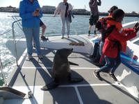 Tage Rundreise Namibia – Die Erlebnistour mit  Kalahari – Fish River-Canyon – Lüderitz – Namib – Swakopmund – Erongo Gebirge – Etosha Nationalpark – Windhoek (605)