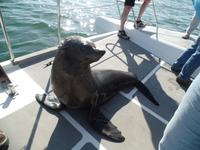 Tage Rundreise Namibia – Die Erlebnistour mit  Kalahari – Fish River-Canyon – Lüderitz – Namib – Swakopmund – Erongo Gebirge – Etosha Nationalpark – Windhoek (610)