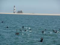 Tage Rundreise Namibia – Die Erlebnistour mit  Kalahari – Fish River-Canyon – Lüderitz – Namib – Swakopmund – Erongo Gebirge – Etosha Nationalpark – Windhoek (640)