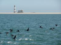 Tage Rundreise Namibia – Die Erlebnistour mit  Kalahari – Fish River-Canyon – Lüderitz – Namib – Swakopmund – Erongo Gebirge – Etosha Nationalpark – Windhoek (641)