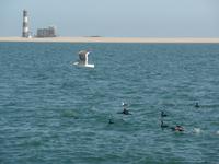 Tage Rundreise Namibia – Die Erlebnistour mit  Kalahari – Fish River-Canyon – Lüderitz – Namib – Swakopmund – Erongo Gebirge – Etosha Nationalpark – Windhoek (642)