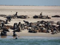 Tage Rundreise Namibia – Die Erlebnistour mit  Kalahari – Fish River-Canyon – Lüderitz – Namib – Swakopmund – Erongo Gebirge – Etosha Nationalpark – Windhoek (651)