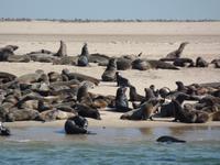 Tage Rundreise Namibia – Die Erlebnistour mit  Kalahari – Fish River-Canyon – Lüderitz – Namib – Swakopmund – Erongo Gebirge – Etosha Nationalpark – Windhoek (654)