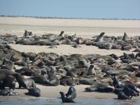 Tage Rundreise Namibia – Die Erlebnistour mit  Kalahari – Fish River-Canyon – Lüderitz – Namib – Swakopmund – Erongo Gebirge – Etosha Nationalpark – Windhoek (659)