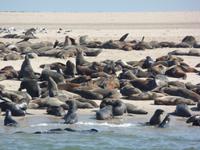 Tage Rundreise Namibia – Die Erlebnistour mit  Kalahari – Fish River-Canyon – Lüderitz – Namib – Swakopmund – Erongo Gebirge – Etosha Nationalpark – Windhoek (661)