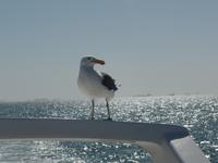 Tage Rundreise Namibia – Die Erlebnistour mit  Kalahari – Fish River-Canyon – Lüderitz – Namib – Swakopmund – Erongo Gebirge – Etosha Nationalpark – Windhoek (676)