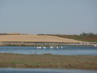 Tage Rundreise Namibia – Die Erlebnistour mit  Kalahari – Fish River-Canyon – Lüderitz – Namib – Swakopmund – Erongo Gebirge – Etosha Nationalpark – Windhoek (677)