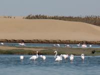 Tage Rundreise Namibia – Die Erlebnistour mit  Kalahari – Fish River-Canyon – Lüderitz – Namib – Swakopmund – Erongo Gebirge – Etosha Nationalpark – Windhoek (678)
