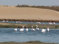 Tage Rundreise Namibia – Die Erlebnistour mit  Kalahari – Fish River-Canyon – Lüderitz – Namib – Swakopmund – Erongo Gebirge – Etosha Nationalpark – Windhoek (679)