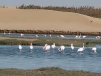 Tage Rundreise Namibia – Die Erlebnistour mit  Kalahari – Fish River-Canyon – Lüderitz – Namib – Swakopmund – Erongo Gebirge – Etosha Nationalpark – Windhoek (681)