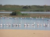 Tage Rundreise Namibia – Die Erlebnistour mit  Kalahari – Fish River-Canyon – Lüderitz – Namib – Swakopmund – Erongo Gebirge – Etosha Nationalpark – Windhoek (686)