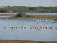 Tage Rundreise Namibia – Die Erlebnistour mit  Kalahari – Fish River-Canyon – Lüderitz – Namib – Swakopmund – Erongo Gebirge – Etosha Nationalpark – Windhoek (690)