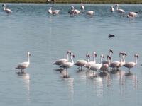 Tage Rundreise Namibia – Die Erlebnistour mit  Kalahari – Fish River-Canyon – Lüderitz – Namib – Swakopmund – Erongo Gebirge – Etosha Nationalpark – Windhoek (691)