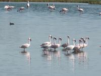 Tage Rundreise Namibia – Die Erlebnistour mit  Kalahari – Fish River-Canyon – Lüderitz – Namib – Swakopmund – Erongo Gebirge – Etosha Nationalpark – Windhoek (692)