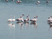 Tage Rundreise Namibia – Die Erlebnistour mit  Kalahari – Fish River-Canyon – Lüderitz – Namib – Swakopmund – Erongo Gebirge – Etosha Nationalpark – Windhoek (693)