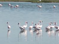 Tage Rundreise Namibia – Die Erlebnistour mit  Kalahari – Fish River-Canyon – Lüderitz – Namib – Swakopmund – Erongo Gebirge – Etosha Nationalpark – Windhoek (694)