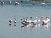 Tage Rundreise Namibia – Die Erlebnistour mit  Kalahari – Fish River-Canyon – Lüderitz – Namib – Swakopmund – Erongo Gebirge – Etosha Nationalpark – Windhoek (696)